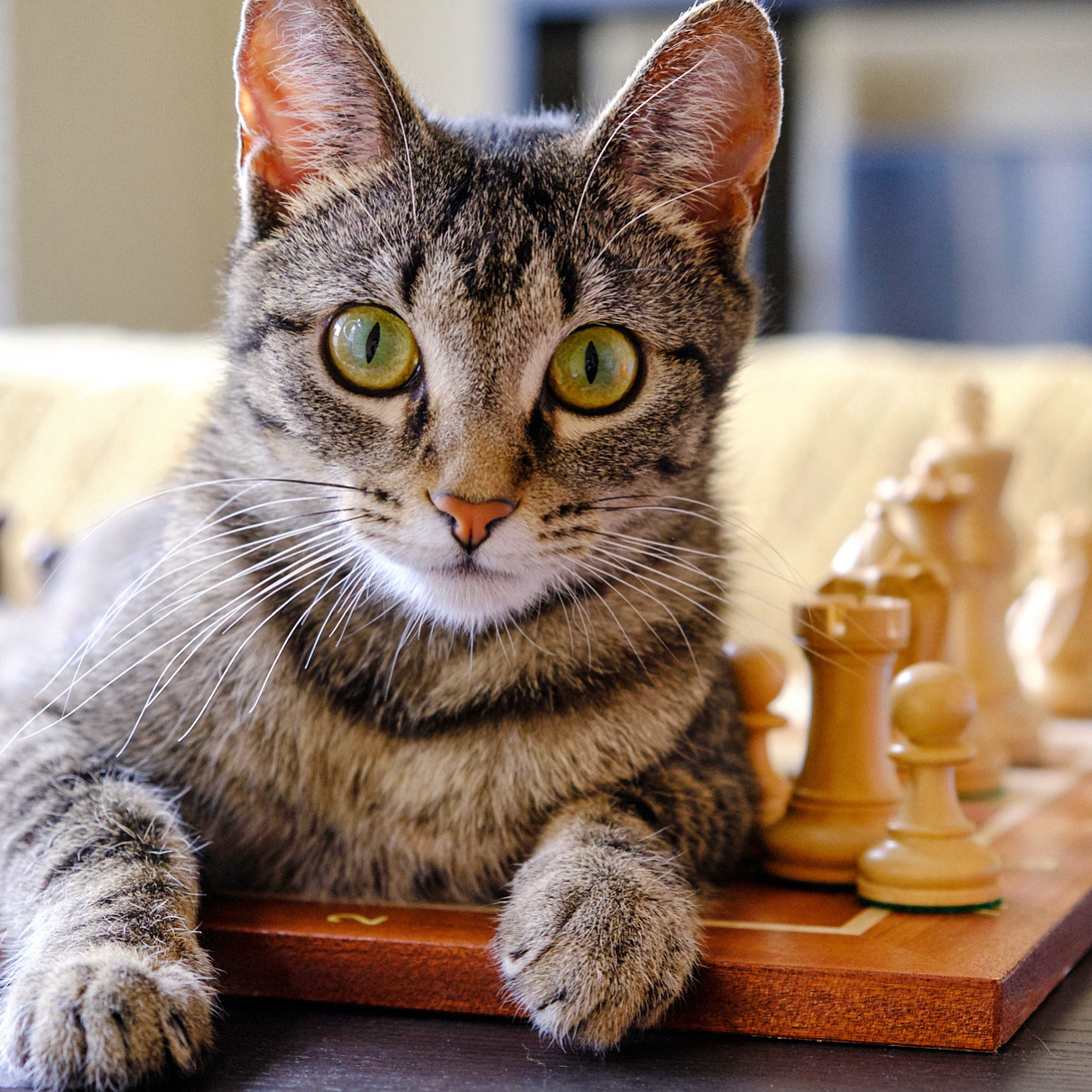 Penelope learning chess